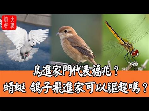 鳥飛到陽台|【鳥飛進陽台】鳥飛進陽台，預示好運還是厄運！？快點看！ – 葛。